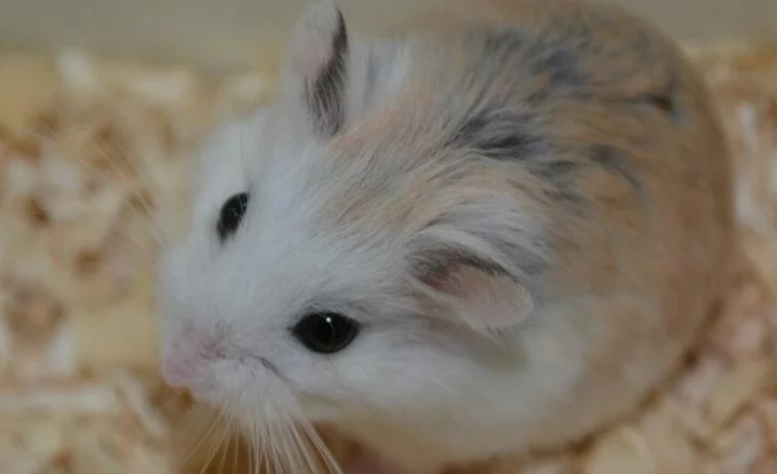 老公公鼠照顧技巧 老公公鼠照顧技巧