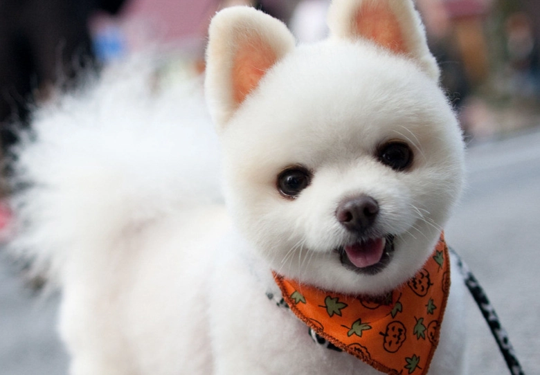 小型犬壽命延長