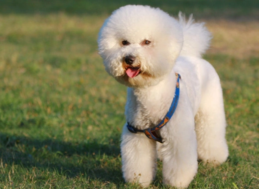 比熊犬健康問題