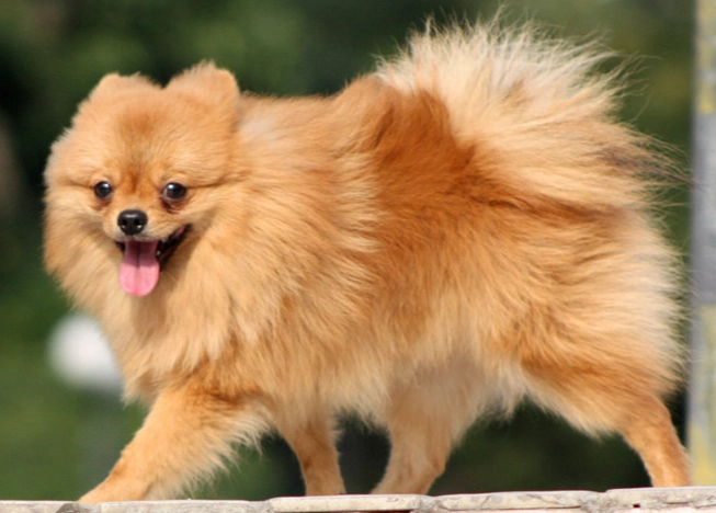 博美犬平均壽命