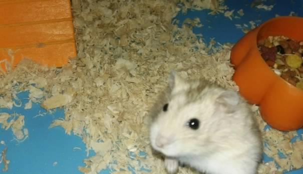 倉鼠不舒服症狀