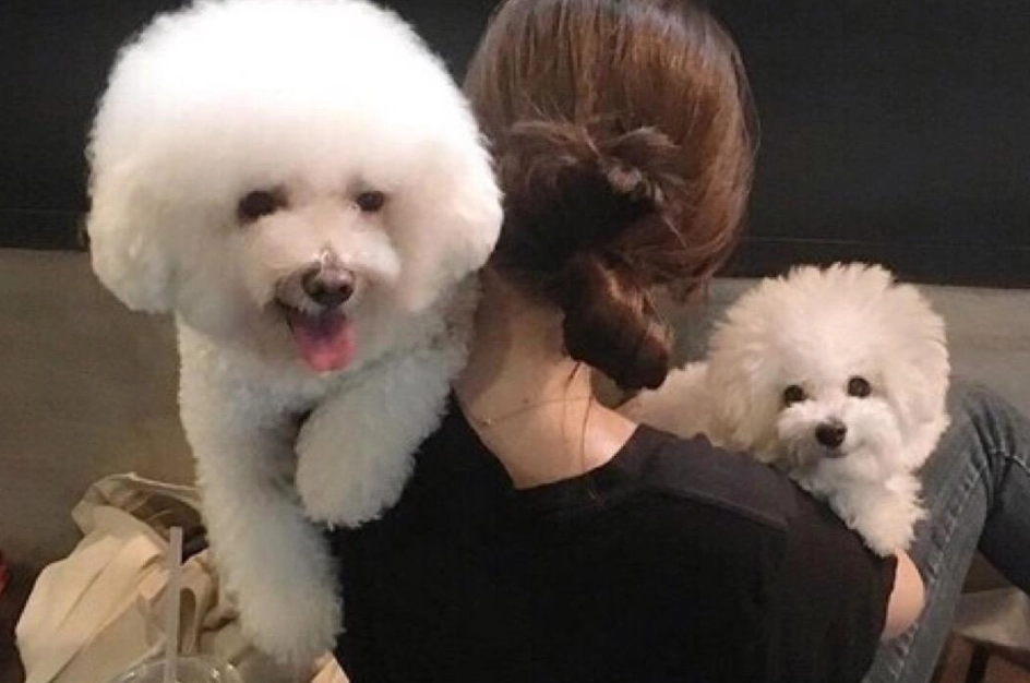 比熊犬吠叫原因