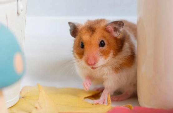 倉鼠生病症狀 倉鼠生病症狀