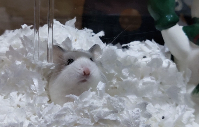 老公公鼠照顧技巧 老公公鼠照顧技巧