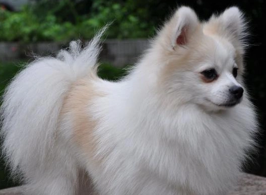 日本狐狸犬 飼養方法 日本狐狸犬 飼養方法