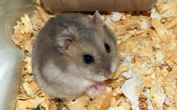 倉鼠護理方法 倉鼠護理方法