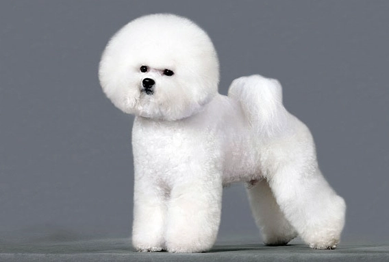 比熊犬健康問題