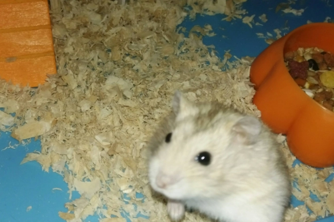 倉鼠合養 倉鼠合養