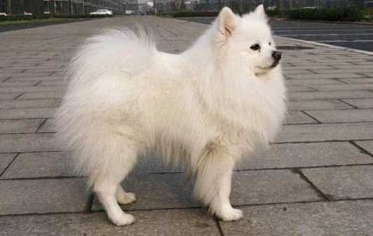 日本狐狸犬 性格 日本狐狸犬 性格