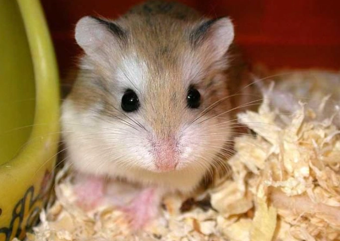 老公公鼠寿命延长 老公公鼠寿命延长