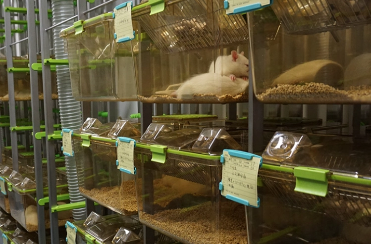 老公公鼠合籠失敗原因 老公公鼠合籠失敗原因