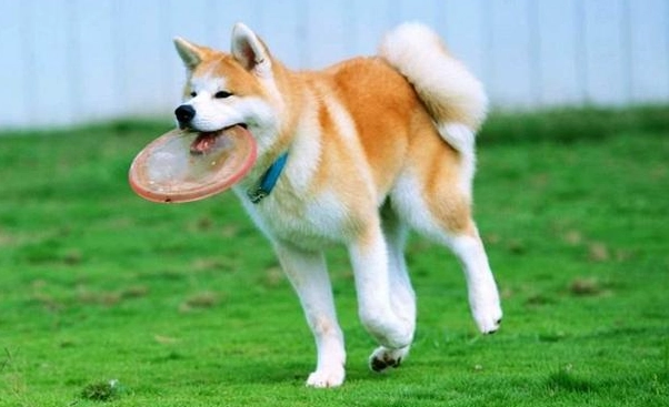 日本狐狸犬 健康照顧 日本狐狸犬 健康照顧