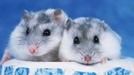 倉鼠生病症狀 倉鼠生病症狀