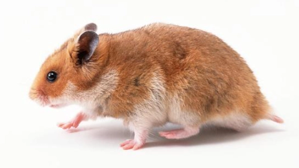 寵物鼠行為問題