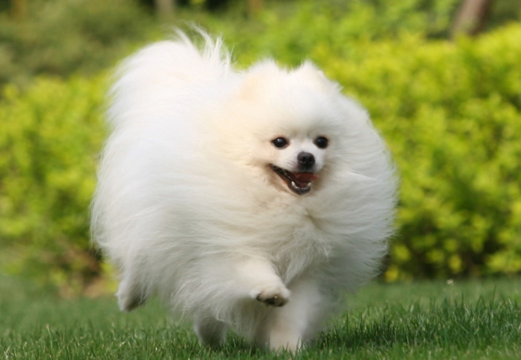 博美犬平均壽命