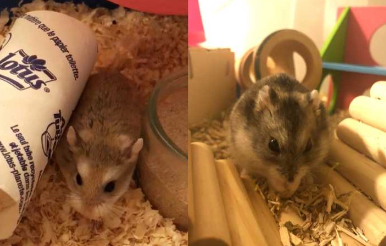 老公公鼠群養注意事項 老公公鼠群養注意事項