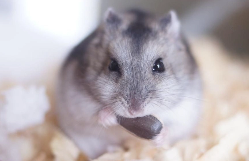 倉鼠打架 倉鼠打架