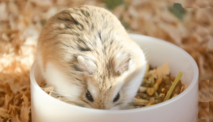 老公公鼠寿命延长 老公公鼠寿命延长