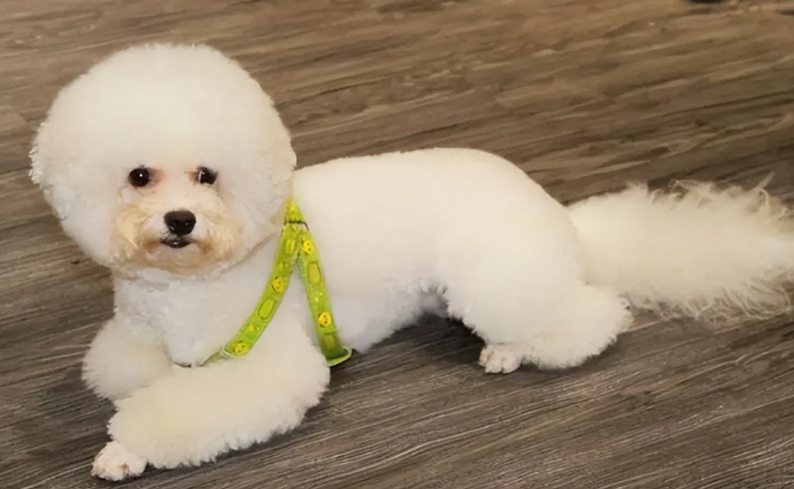 比熊犬吠叫原因