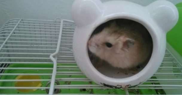 布丁鼠生病治療