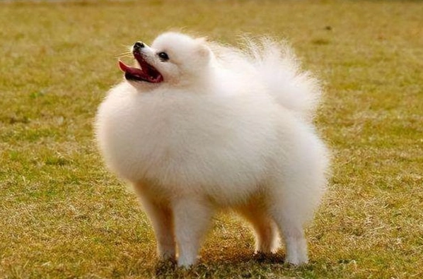 博美犬平均壽命