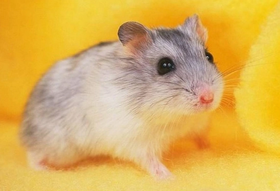 倉鼠護理方法 倉鼠護理方法