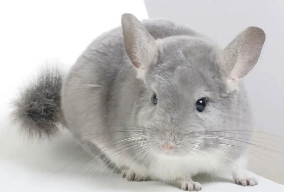 倉鼠香腺問題 倉鼠香腺問題