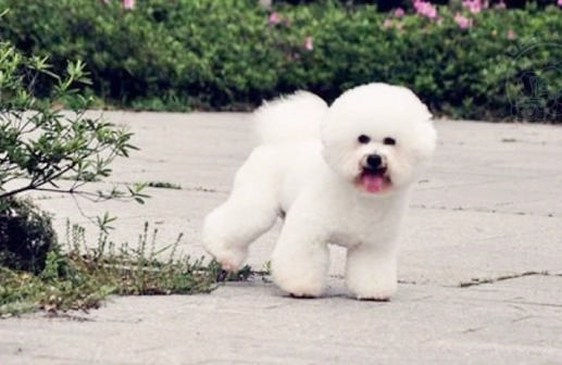 比熊犬顏色遺傳