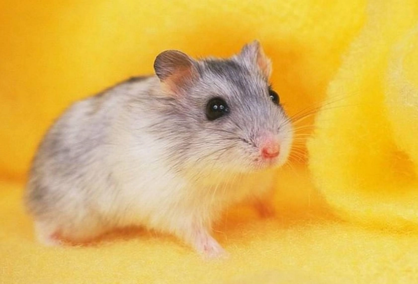 倉鼠群養 倉鼠群養