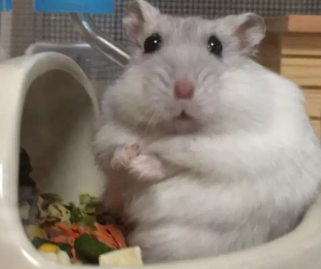 倉鼠生病症狀 倉鼠生病症狀