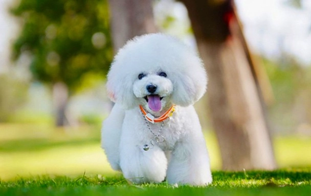 比熊犬健康問題