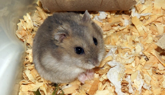 倉鼠生病症狀 倉鼠生病症狀