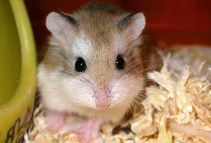 老公公鼠合籠方法 老公公鼠合籠方法