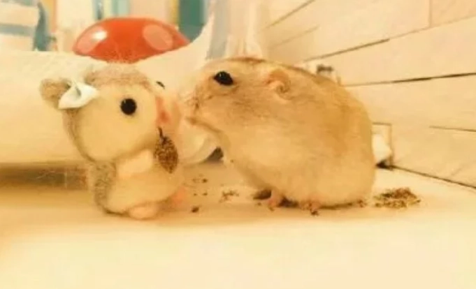 布丁鼠生病治療