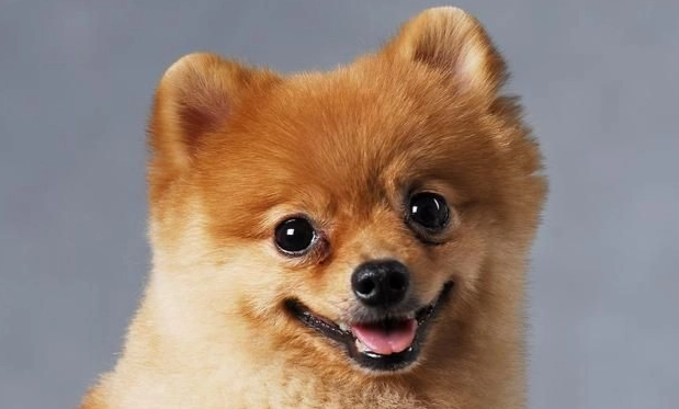 小型犬壽命延長