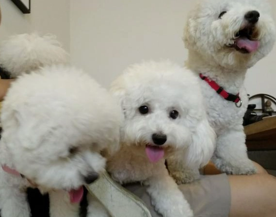 比熊犬成長大小 比熊犬成長大小