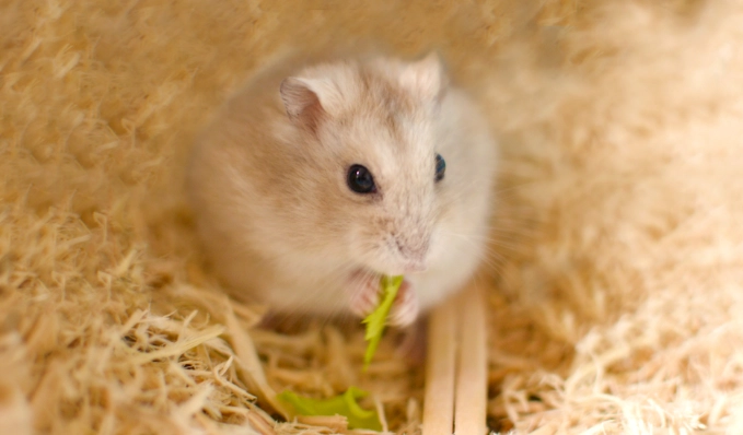 倉鼠生病症狀 倉鼠生病症狀