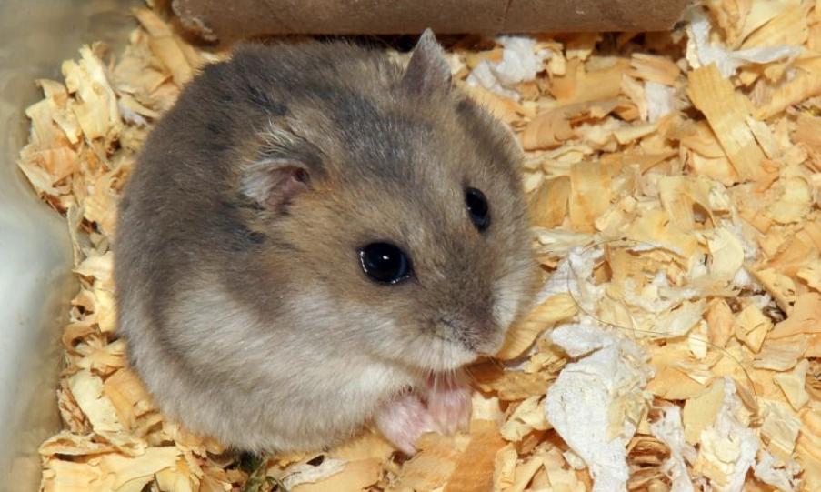 倉鼠群養 倉鼠群養