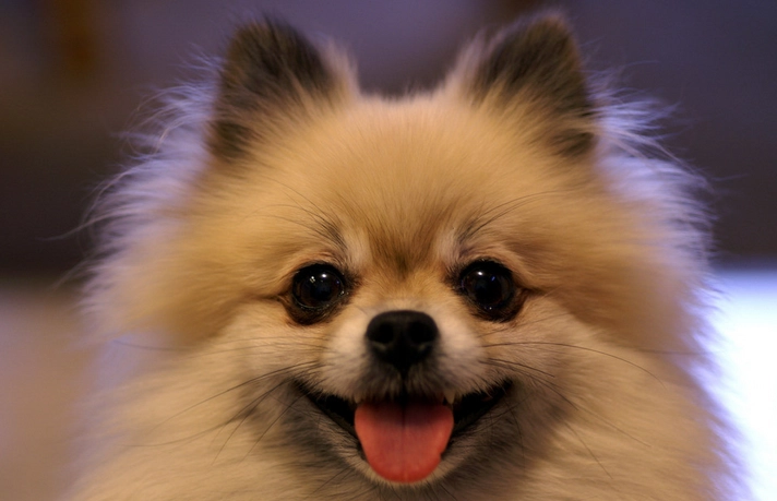 博美犬平均壽命