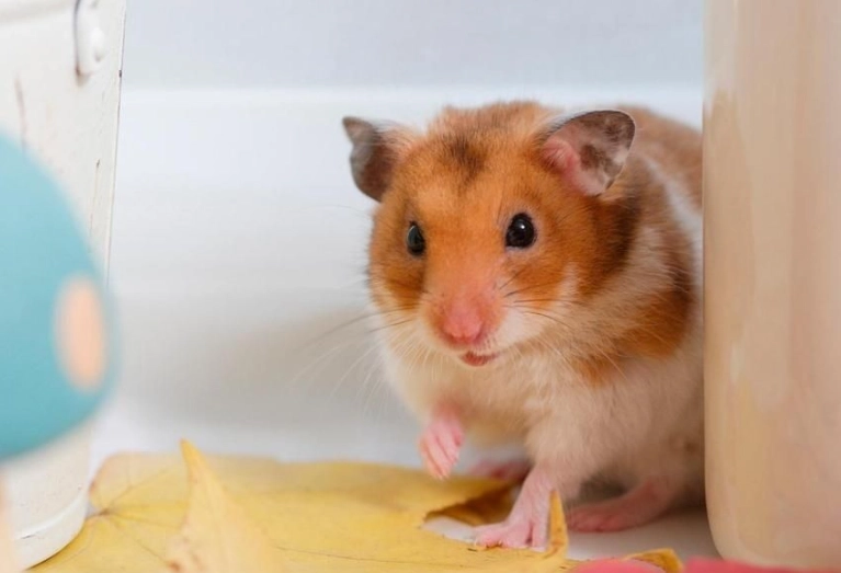 倉鼠打架 倉鼠打架