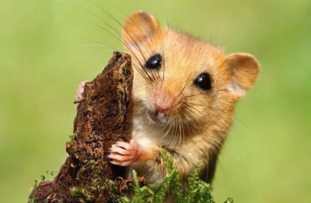 寵物鼠行為問題