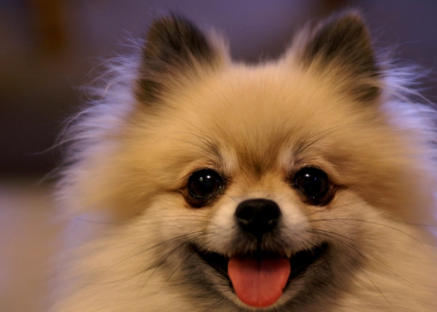 日本狐狸犬 健康照顧 日本狐狸犬 健康照顧