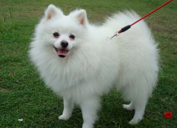 日本狐狸犬 飼養方法 日本狐狸犬 飼養方法