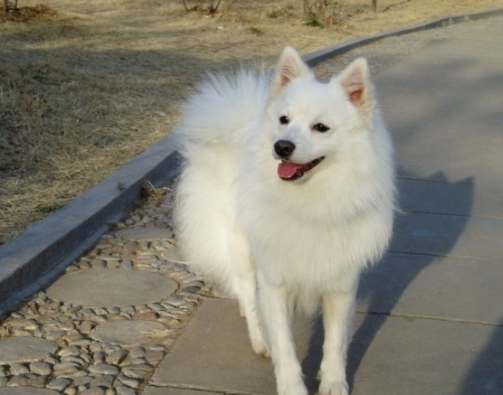 日本狐狸犬 飼養方法 日本狐狸犬 飼養方法