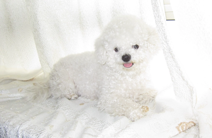 比熊犬常見疾病