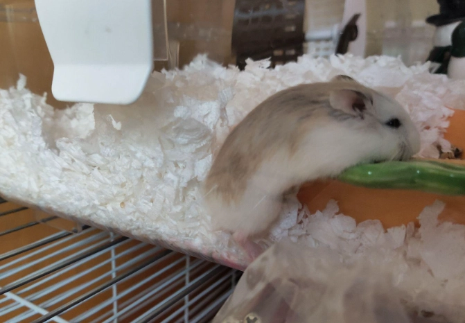 老公公鼠寿命延长 老公公鼠寿命延长