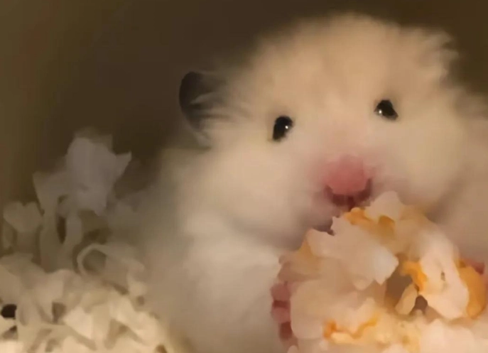 倉鼠合養 倉鼠合養