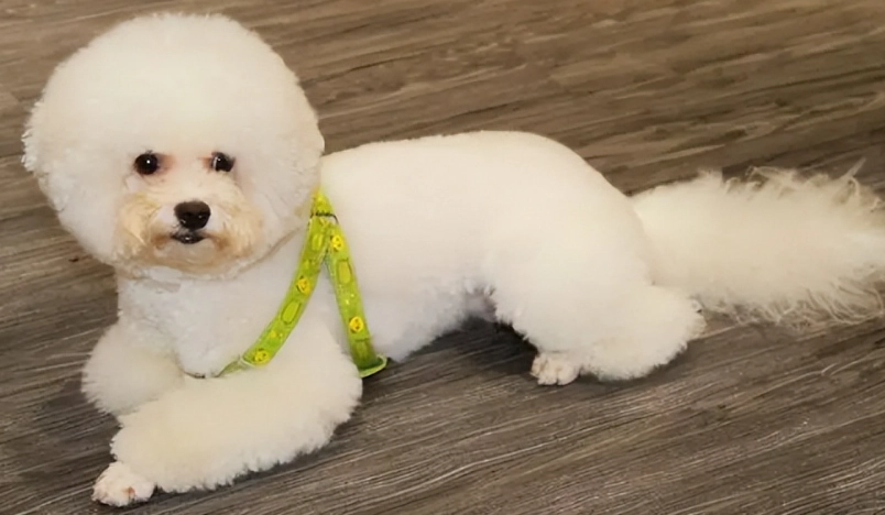 比熊犬體型標準 比熊犬體型標準