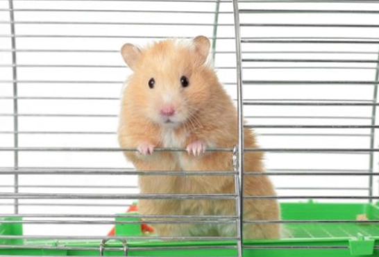 倉鼠健康問題