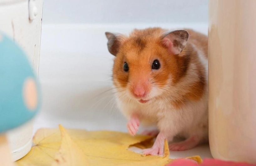 倉鼠種類大全 倉鼠種類大全